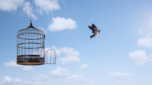De Wet van de Ziel: Deel 2 Anatomie van Controle & Vrijheid